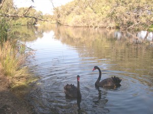 2 swans on river